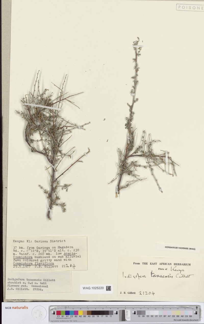 Indigofera tanaensis photo 4