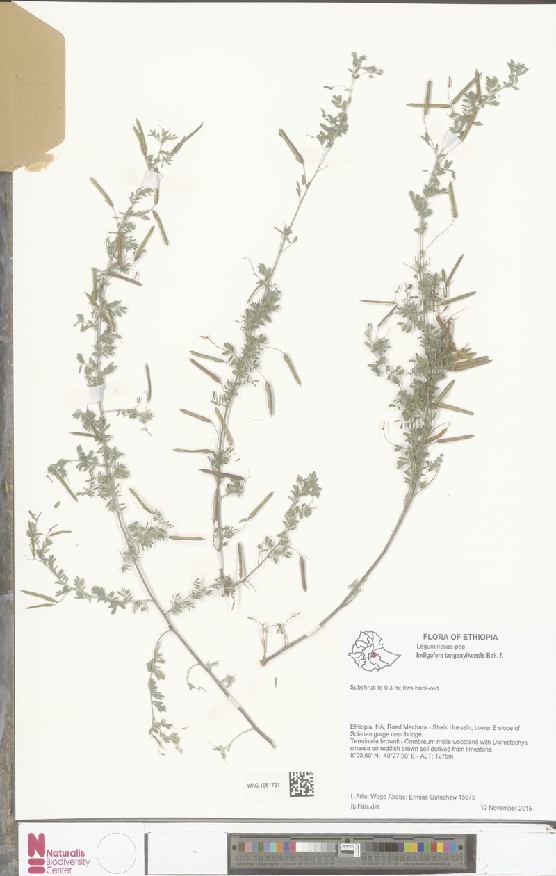 Indigofera tanganyikensis
