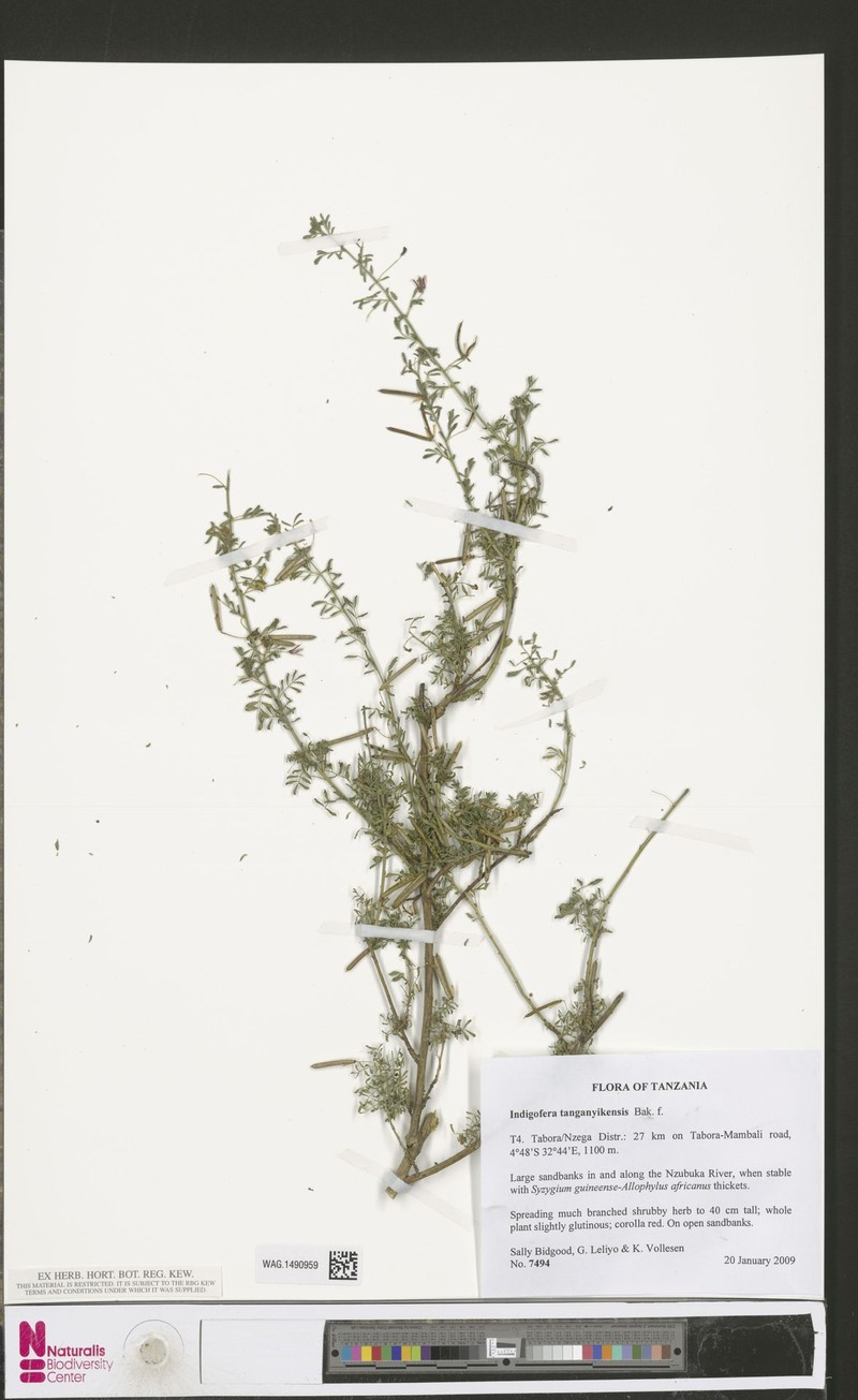 Indigofera tanganyikensis photo 3