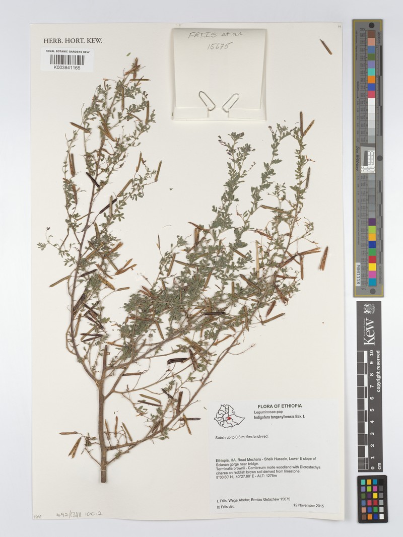 Indigofera tanganyikensis var. tanganyikensis