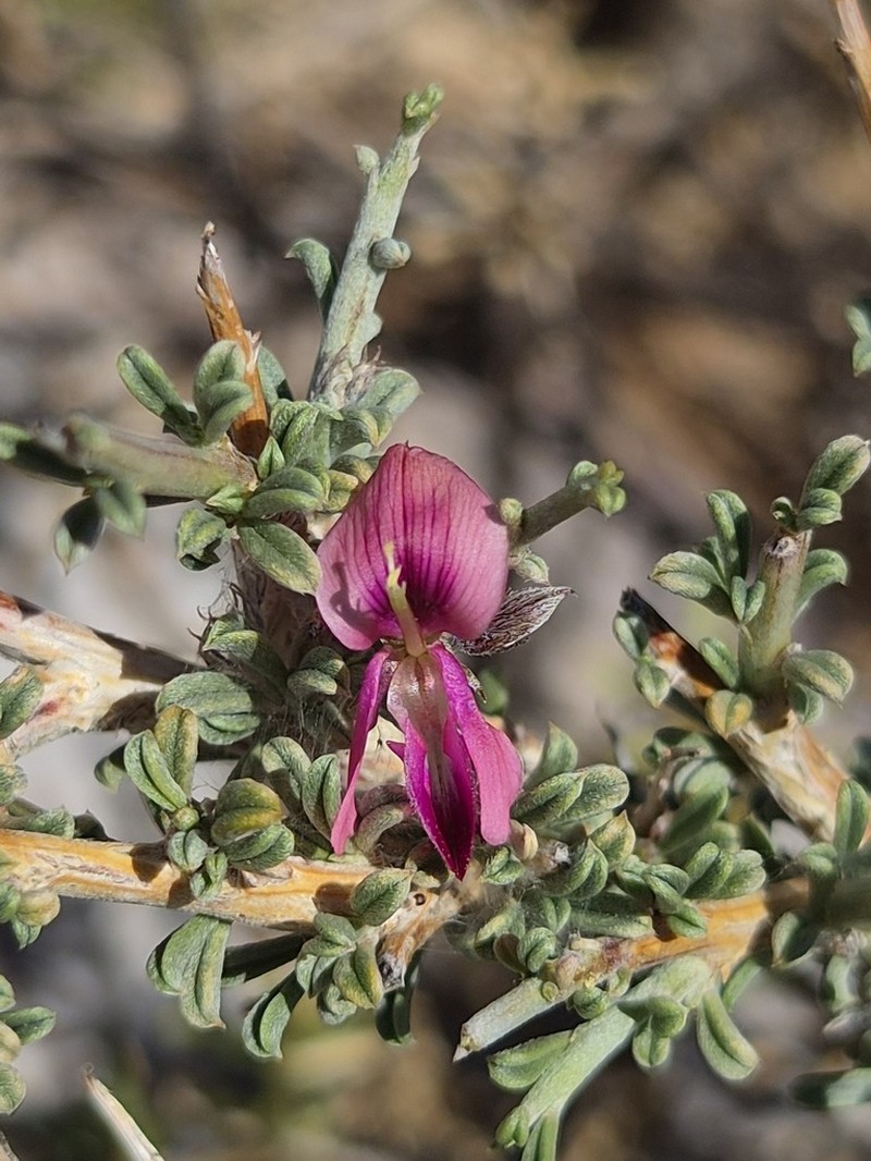 Indigofera tanquana
