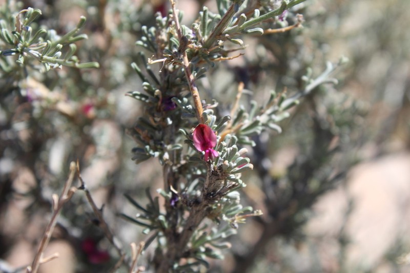Indigofera tanquana photo 4
