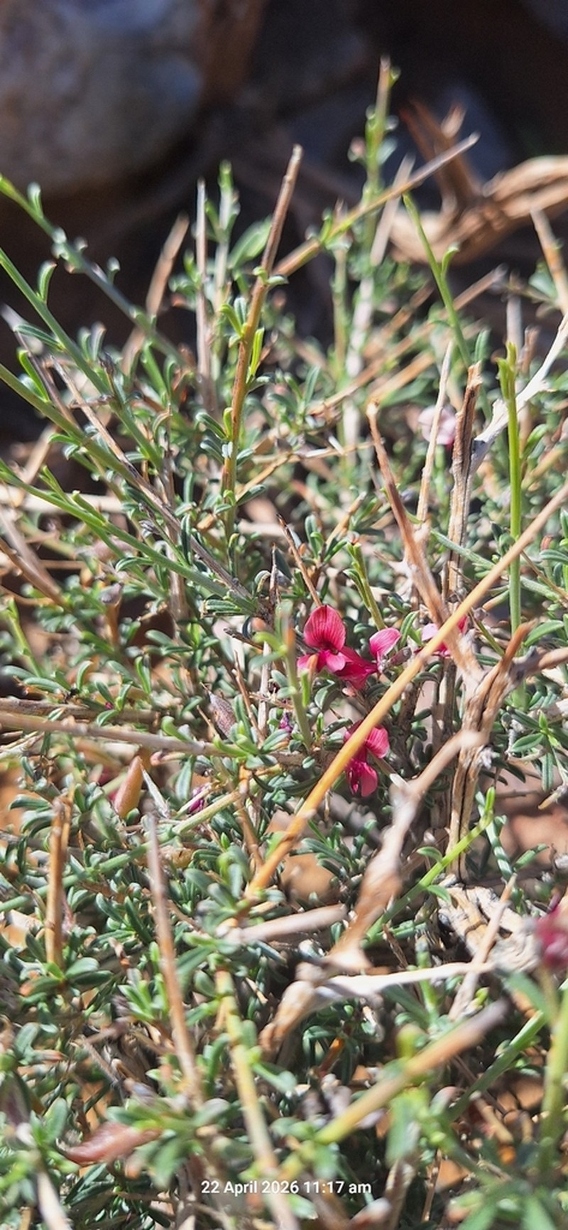 Indigofera tanquana photo 5