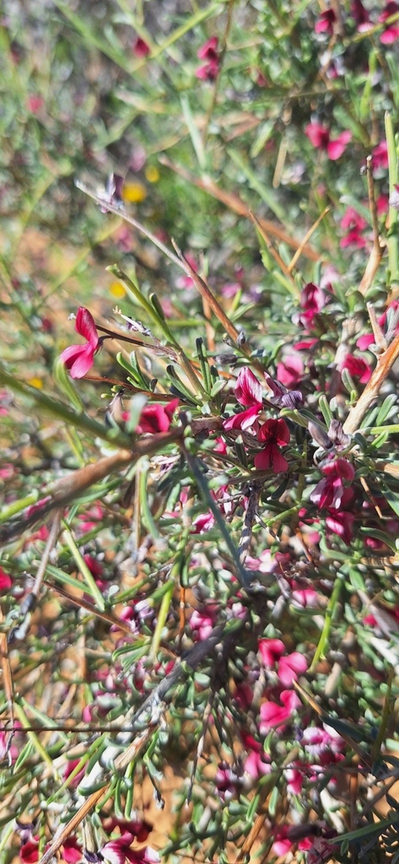 Indigofera tanquana photo 6