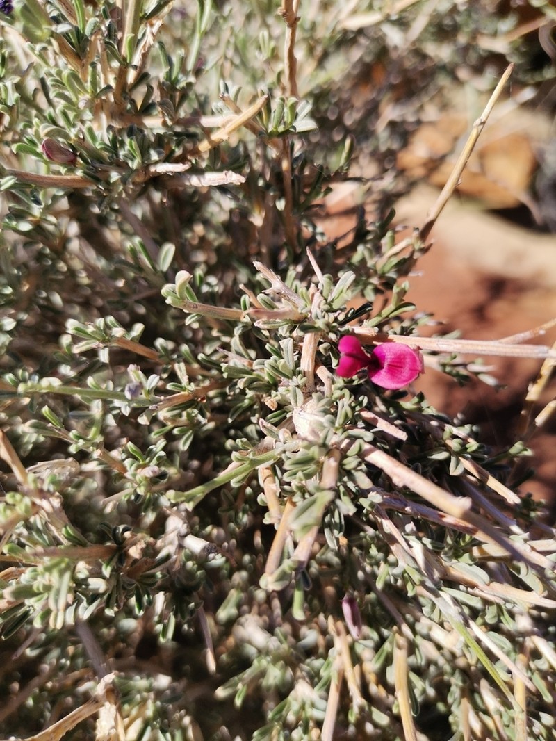 Indigofera tanquana photo 7