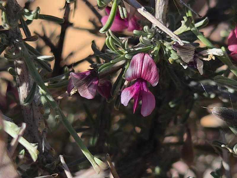 Indigofera tanquana photo 8