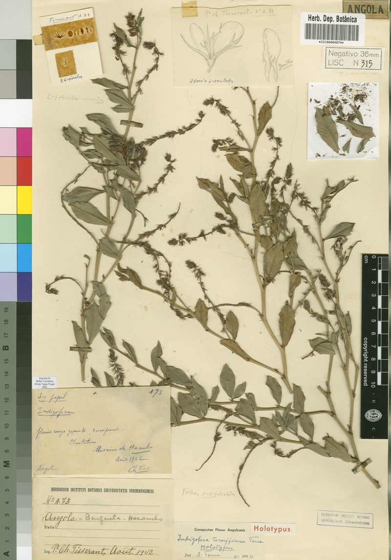 Indigofera taruffiana