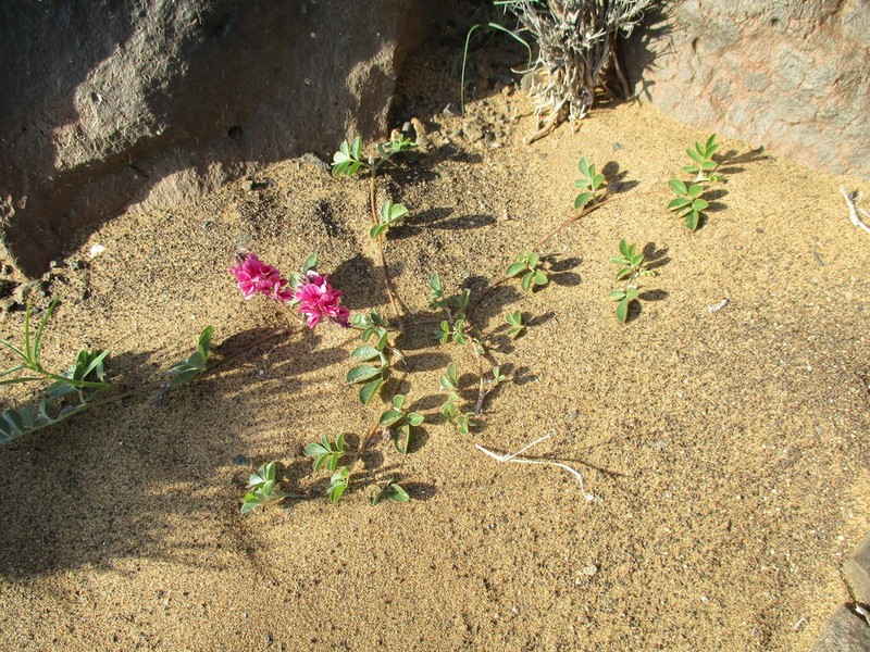 Indigofera teixeirae photo 2
