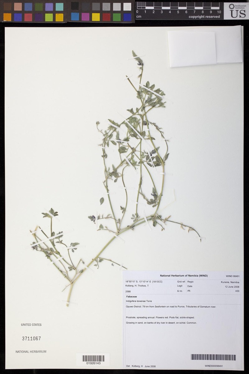 Indigofera teixeirae photo 5