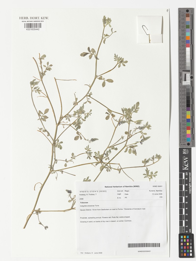 Indigofera teixeirae photo 6