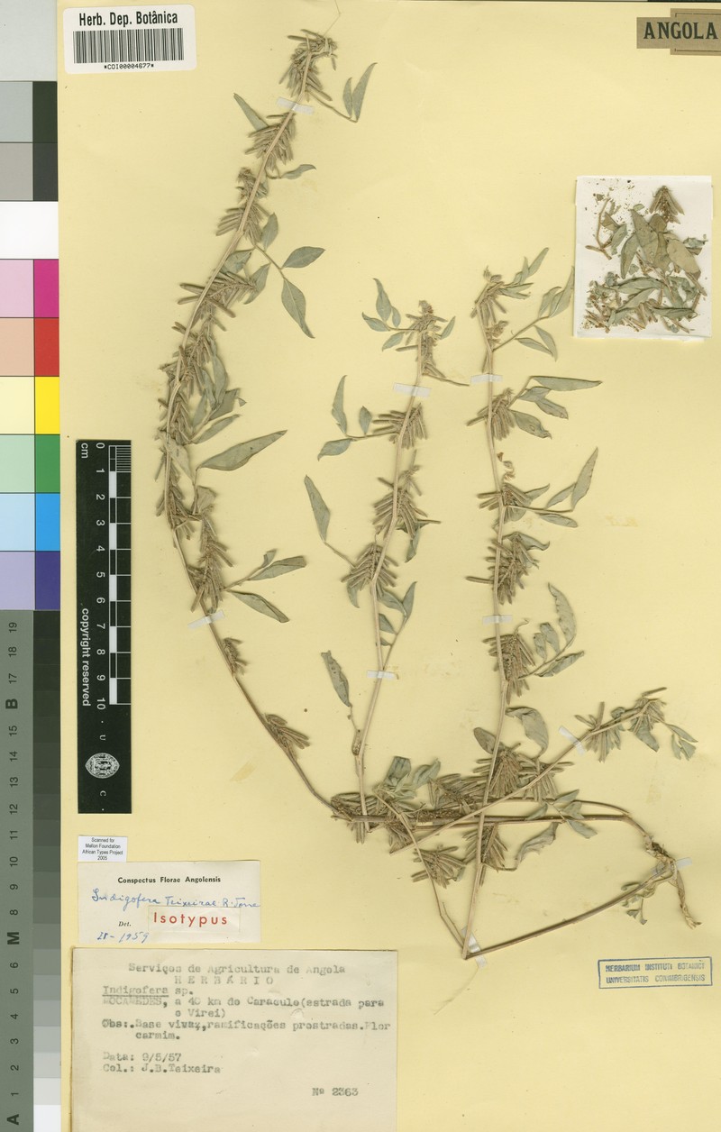 Indigofera teixeirae