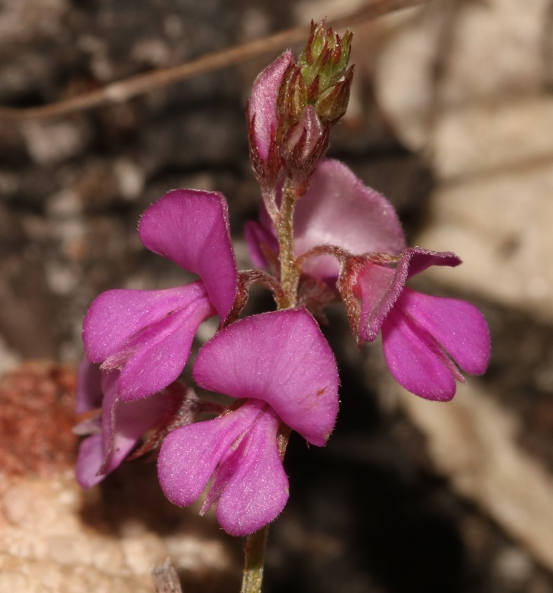 Indigofera tenuifolia