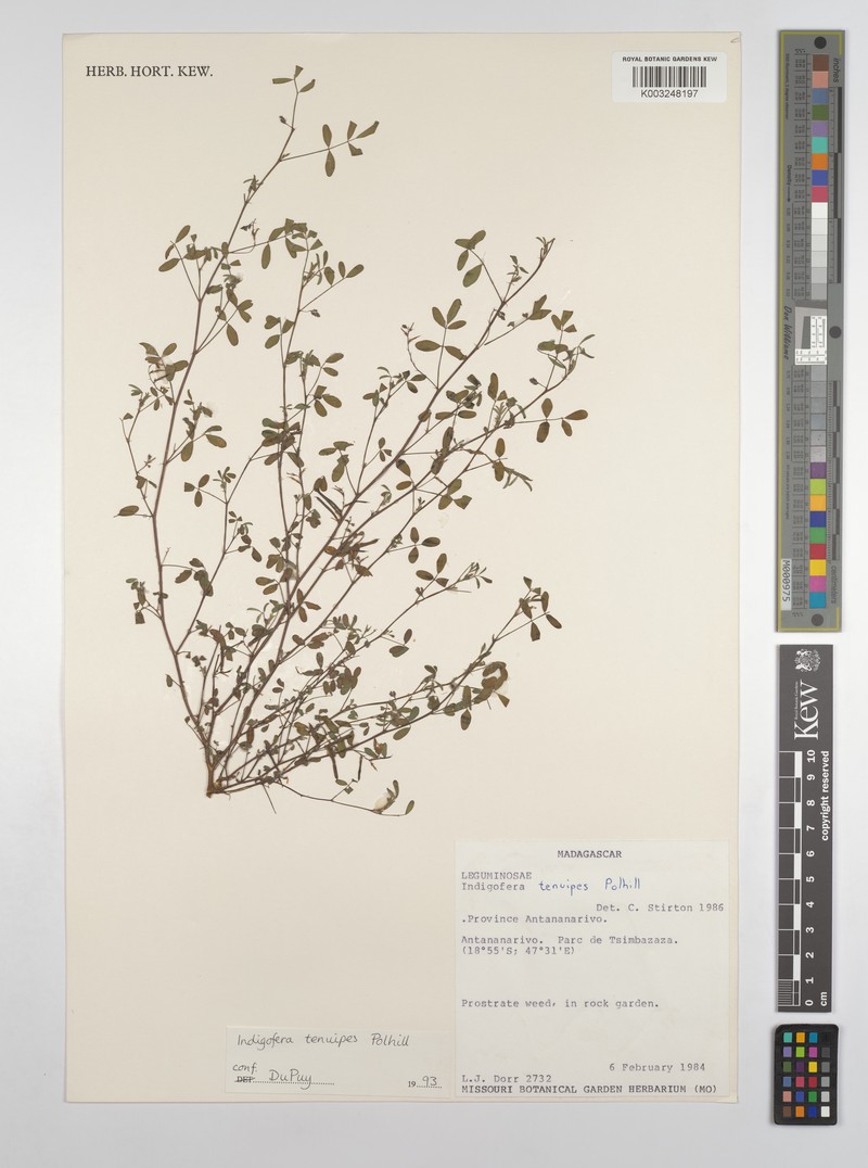 Indigofera tenuipes