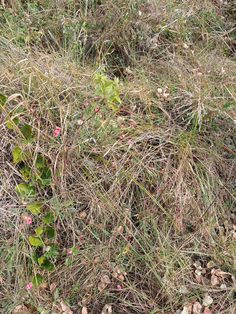 Indigofera tenuissima