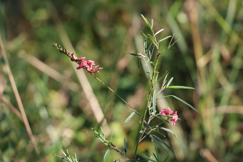 Indigofera tenuissima photo 2