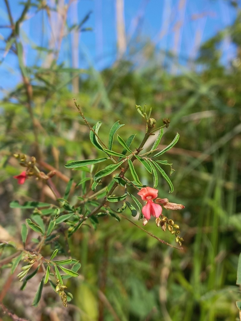 Indigofera tenuissima photo 3