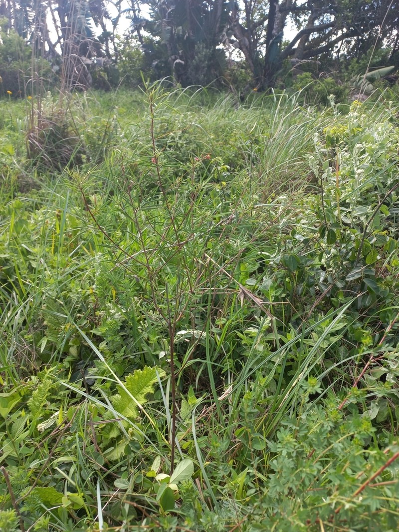 Indigofera tenuissima photo 4