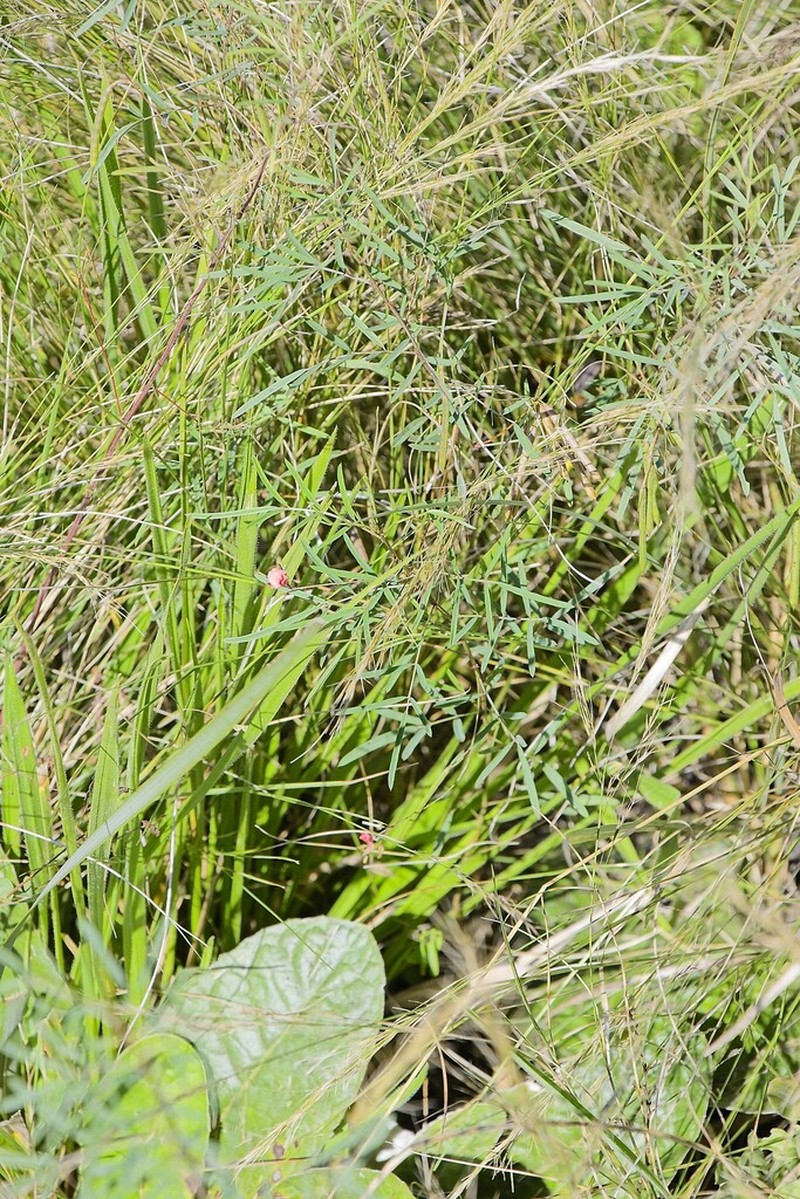 Indigofera tenuissima photo 5