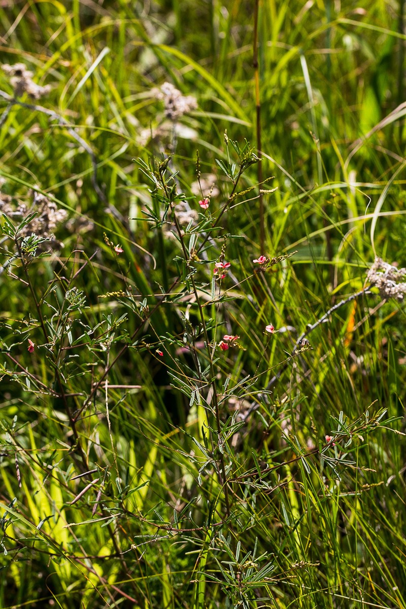 Indigofera tenuissima photo 6
