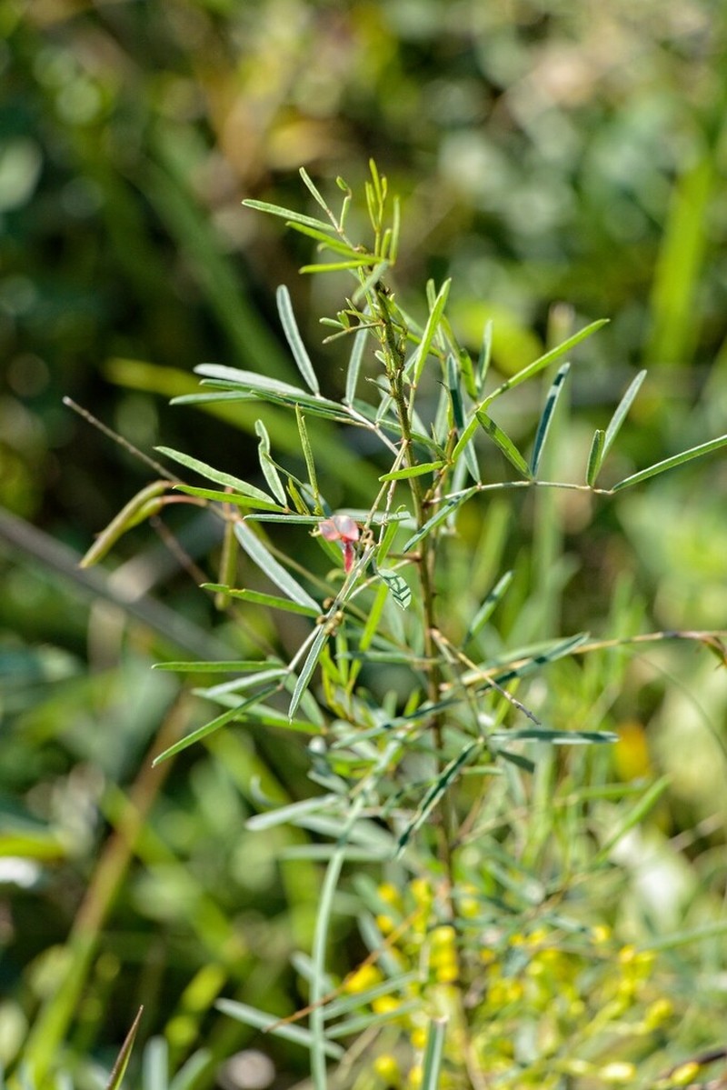 Indigofera tenuissima photo 7