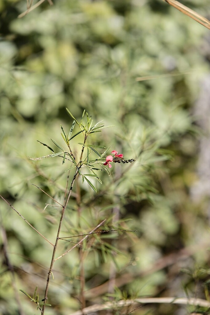 Indigofera tenuissima photo 8