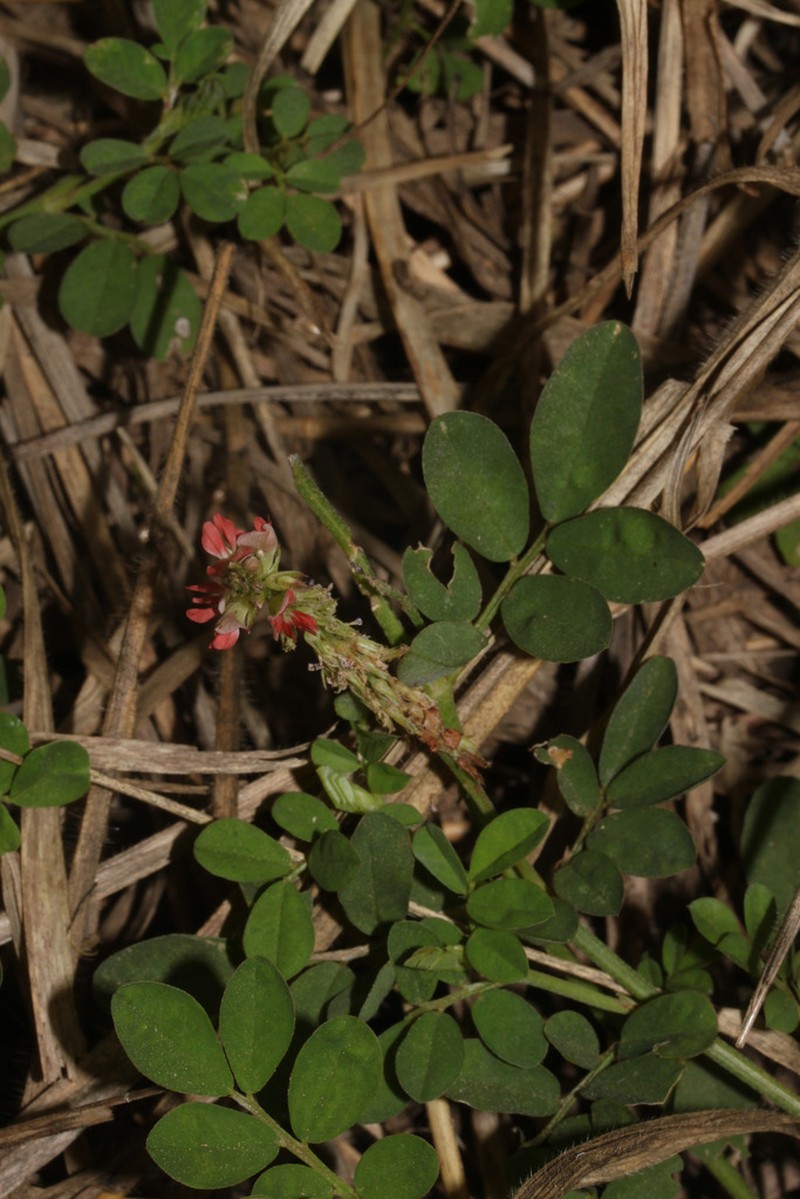 Indigofera tephrosioides