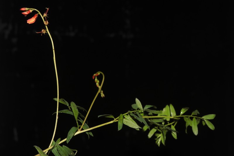 Indigofera tephrosioides photo 2