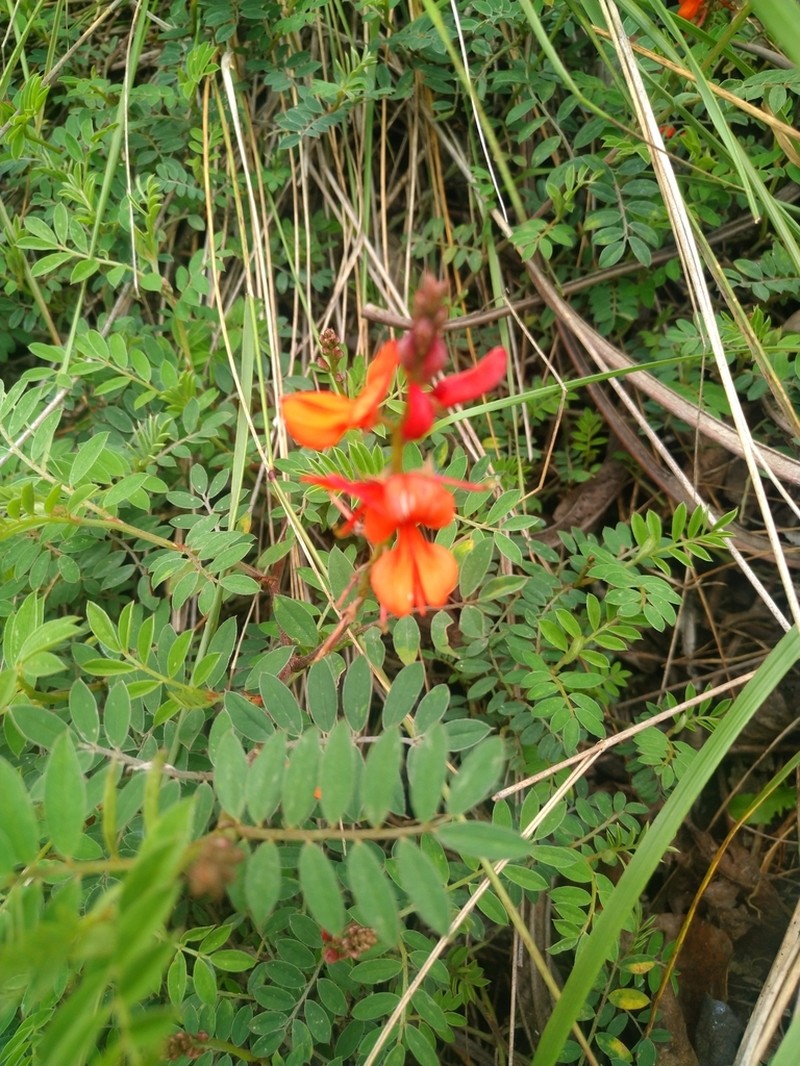 Indigofera tephrosioides photo 3
