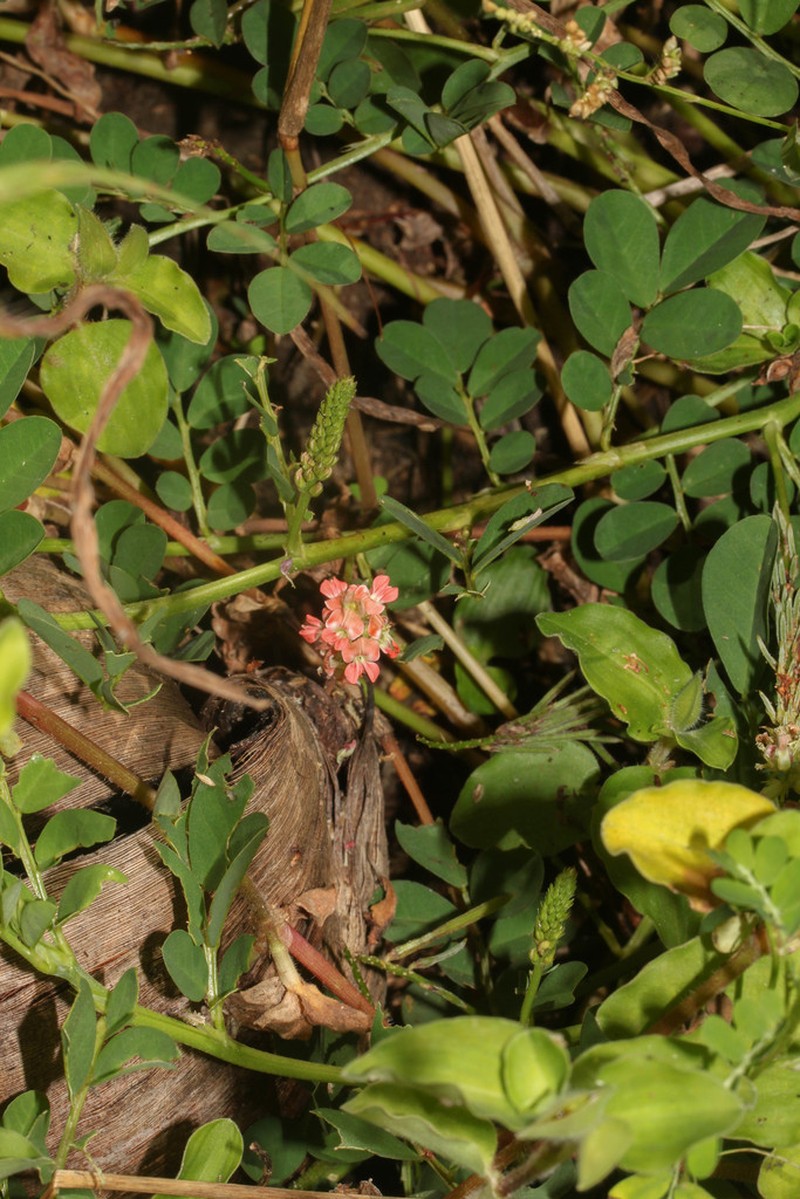 Indigofera tephrosioides photo 5