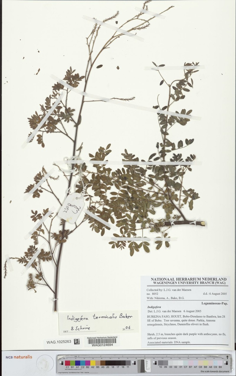 Indigofera terminalis