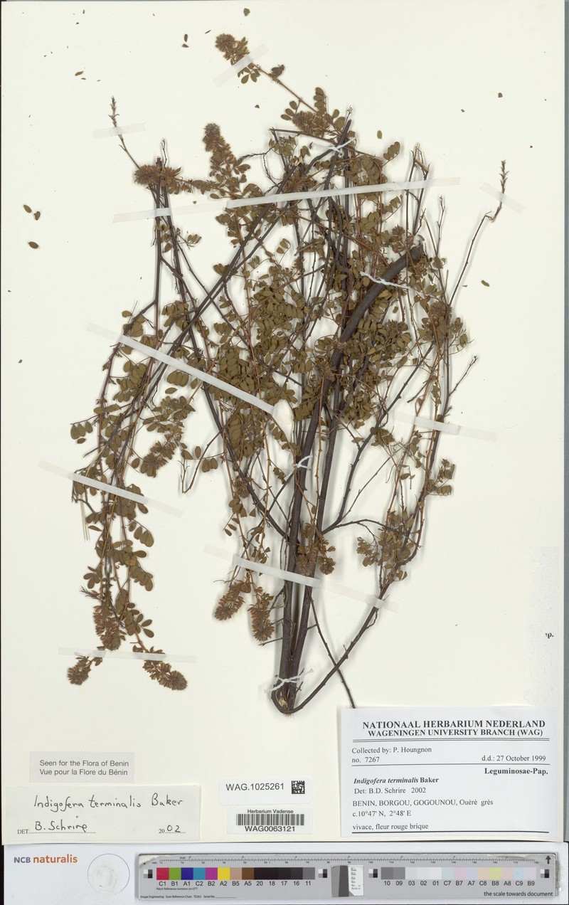 Indigofera terminalis photo 2