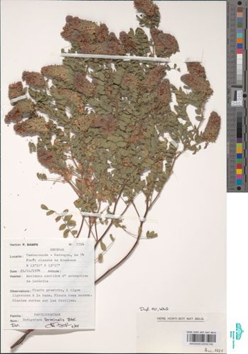 Indigofera terminalis photo 3