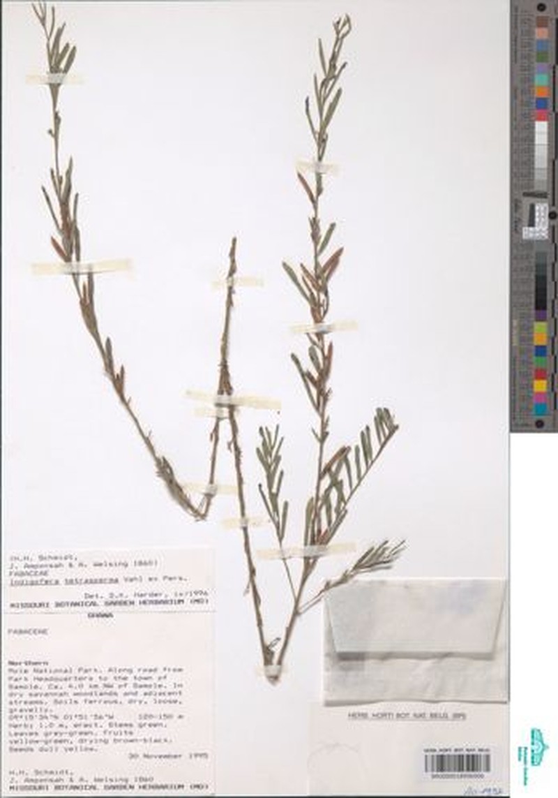Indigofera tetrasperma