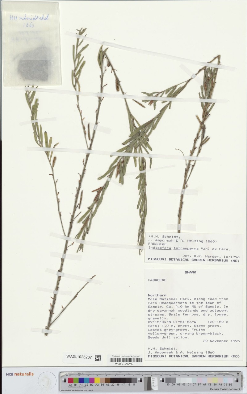 Indigofera tetrasperma photo 2