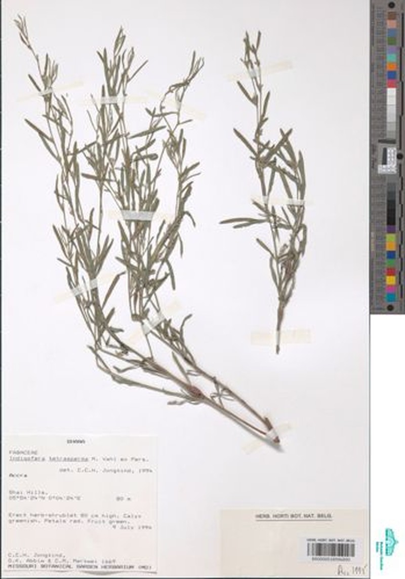 Indigofera tetrasperma photo 3