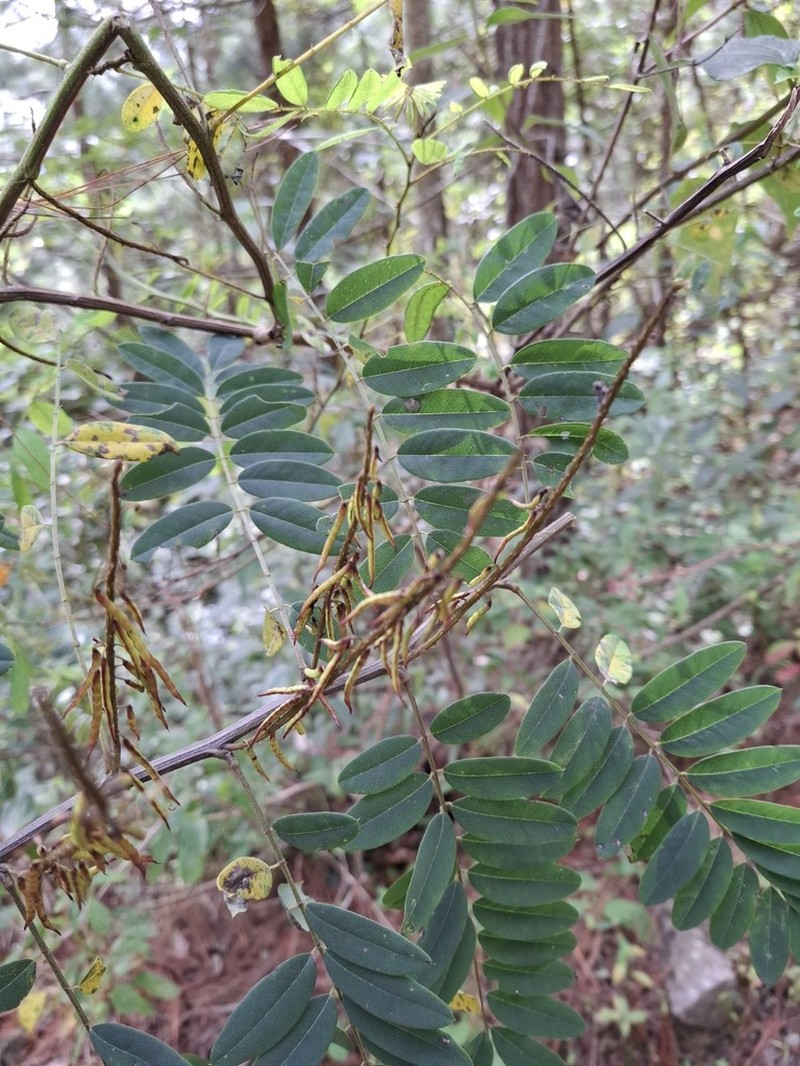 Indigofera thibaudiana