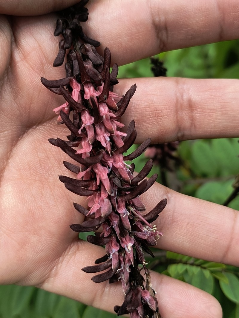Indigofera thibaudiana photo 2