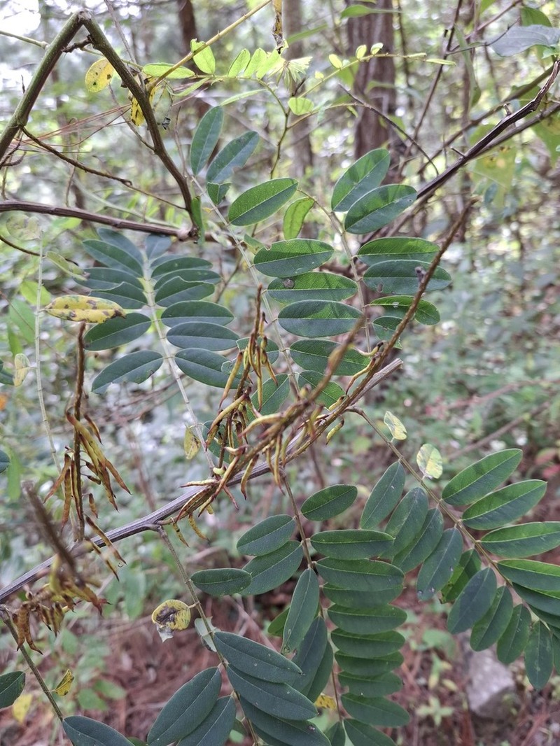 Indigofera thibaudiana photo 3