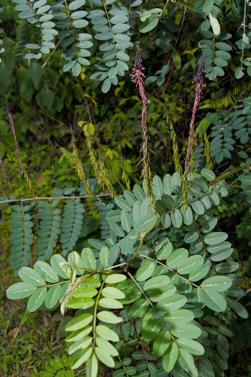 Indigofera thibaudiana photo 4