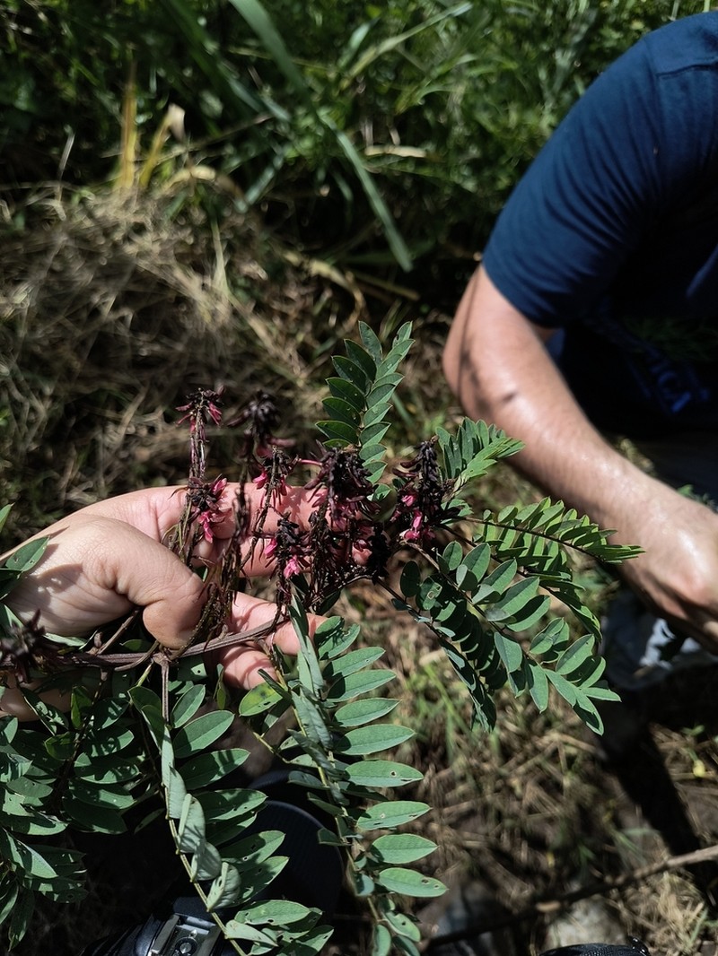 Indigofera thibaudiana photo 5