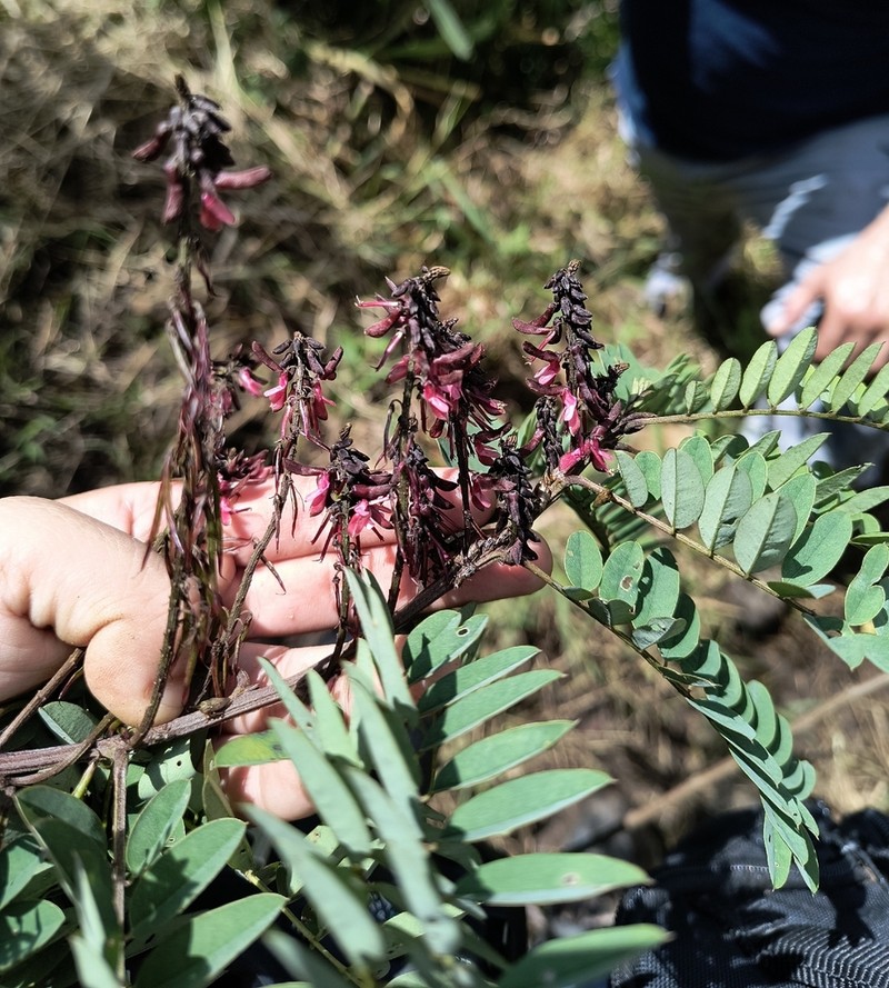Indigofera thibaudiana photo 6