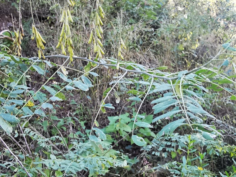 Indigofera thibaudiana photo 7