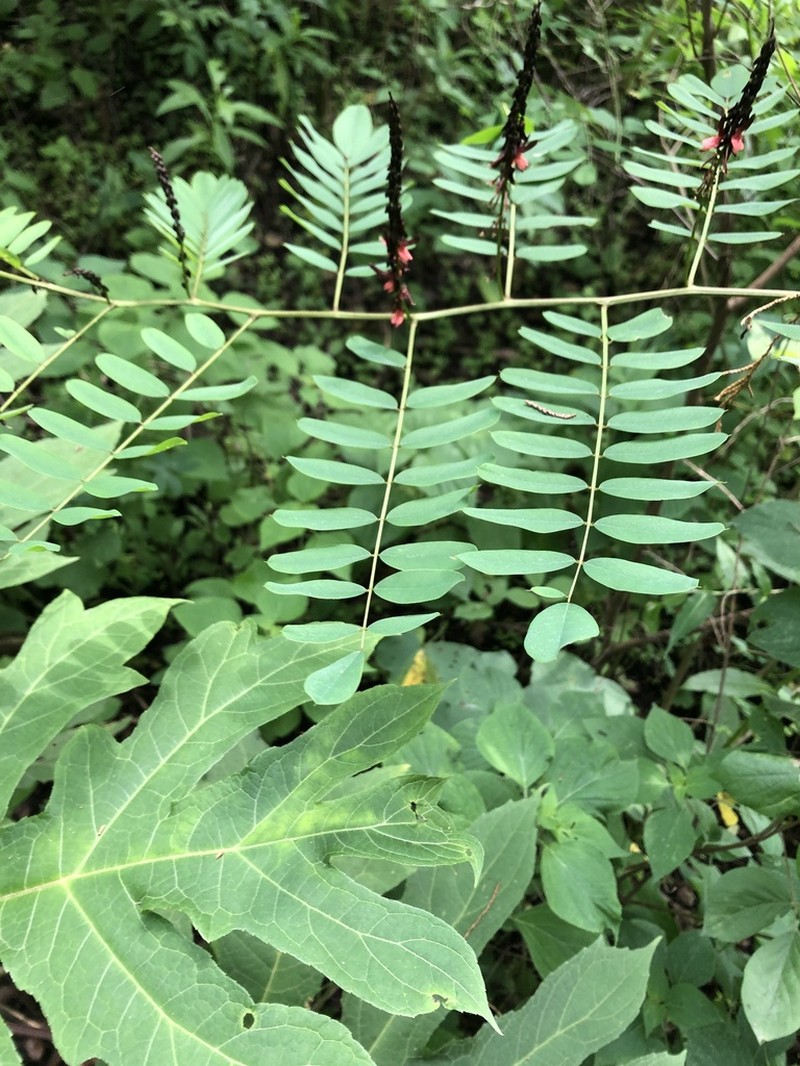 Indigofera thibaudiana photo 8