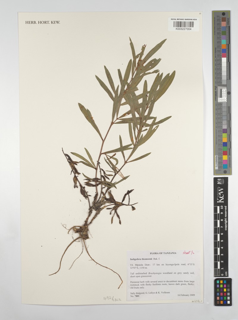 Indigofera thomsonii