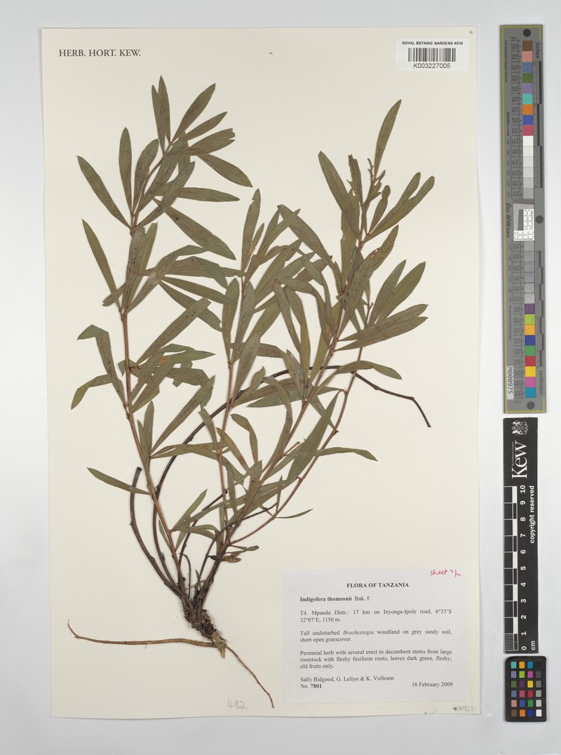 Indigofera thomsonii photo 2