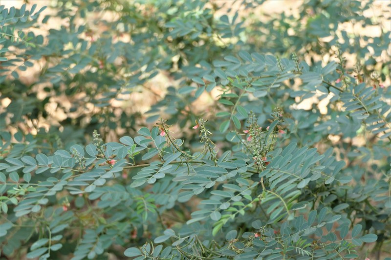 True Indigo photo 2