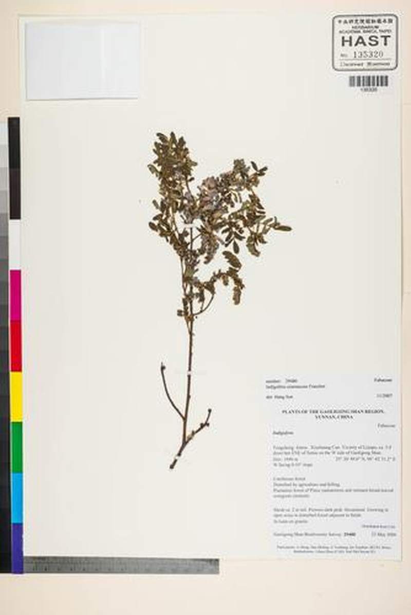 Indigofera tinctoria var. tinctoria
