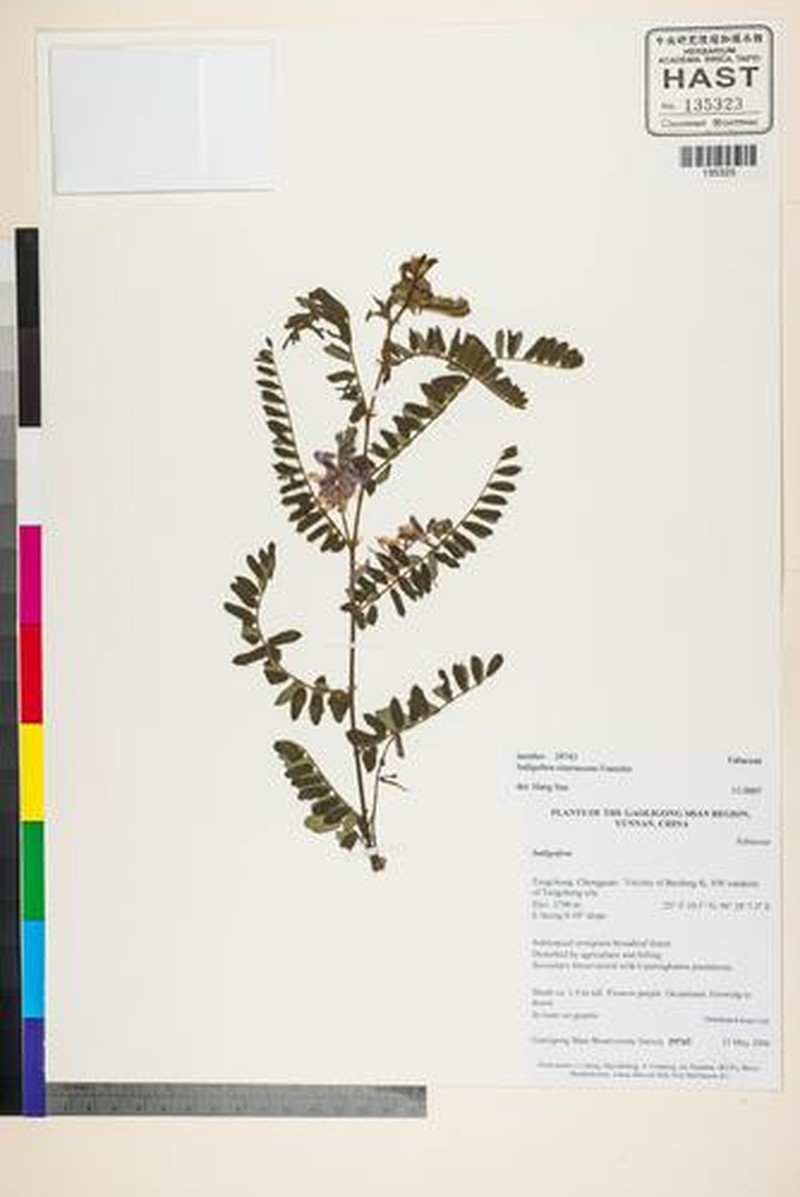 Indigofera tinctoria var. tinctoria photo 2