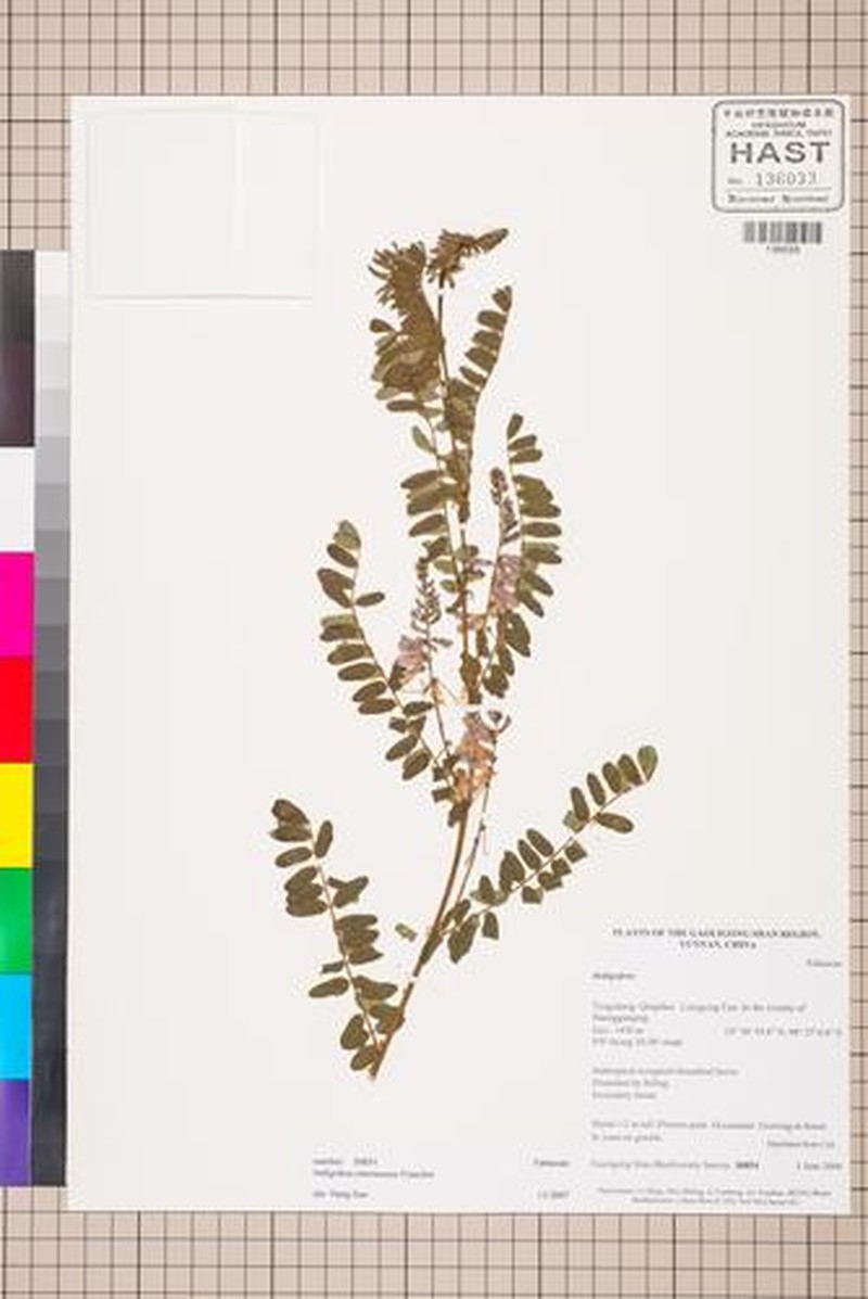 Indigofera tinctoria var. tinctoria photo 3