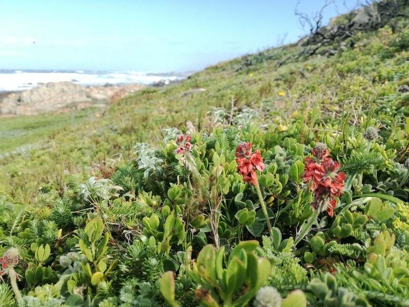 Indigofera tomentosa photo 3